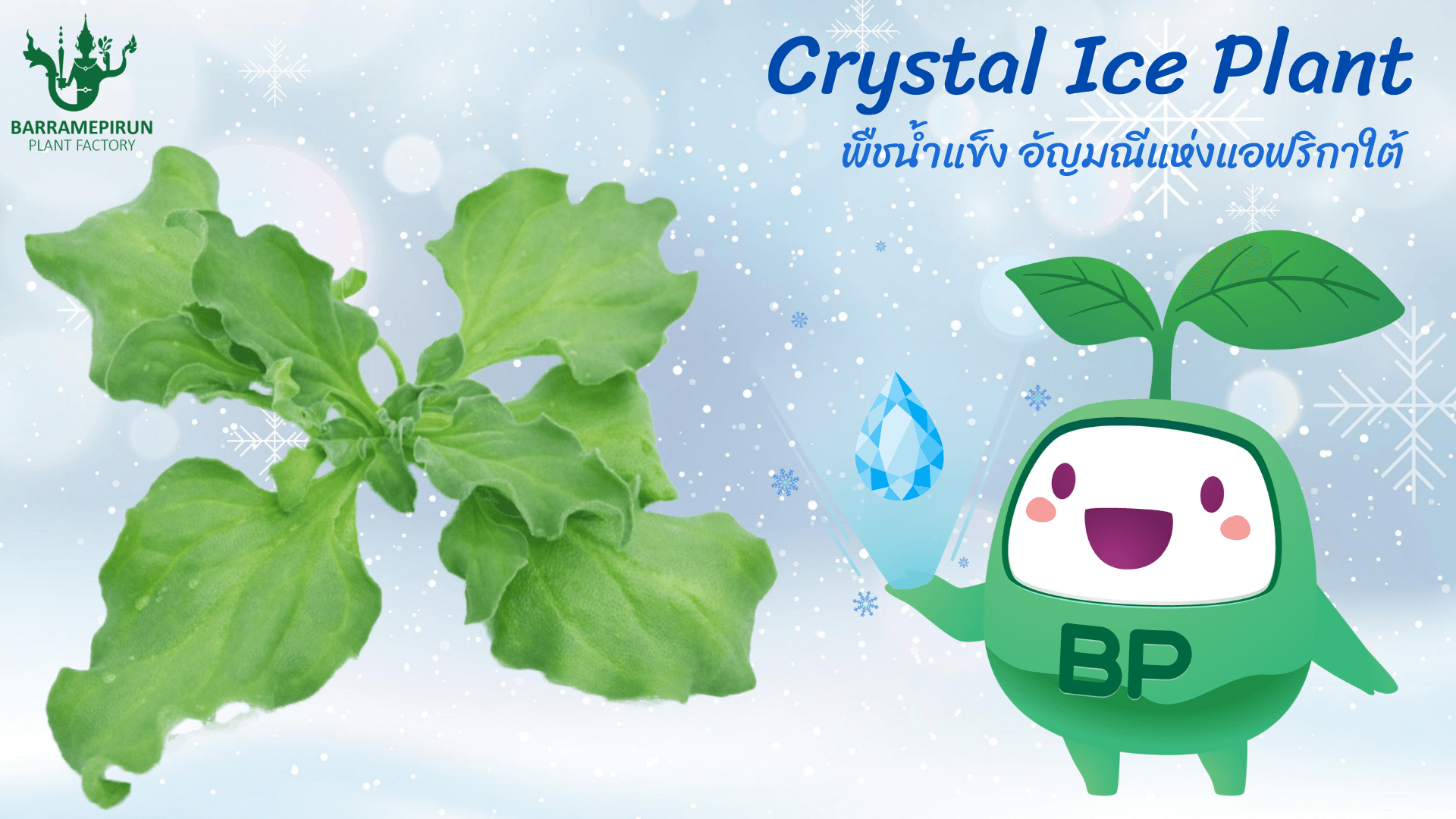 Crystal Ice Plant