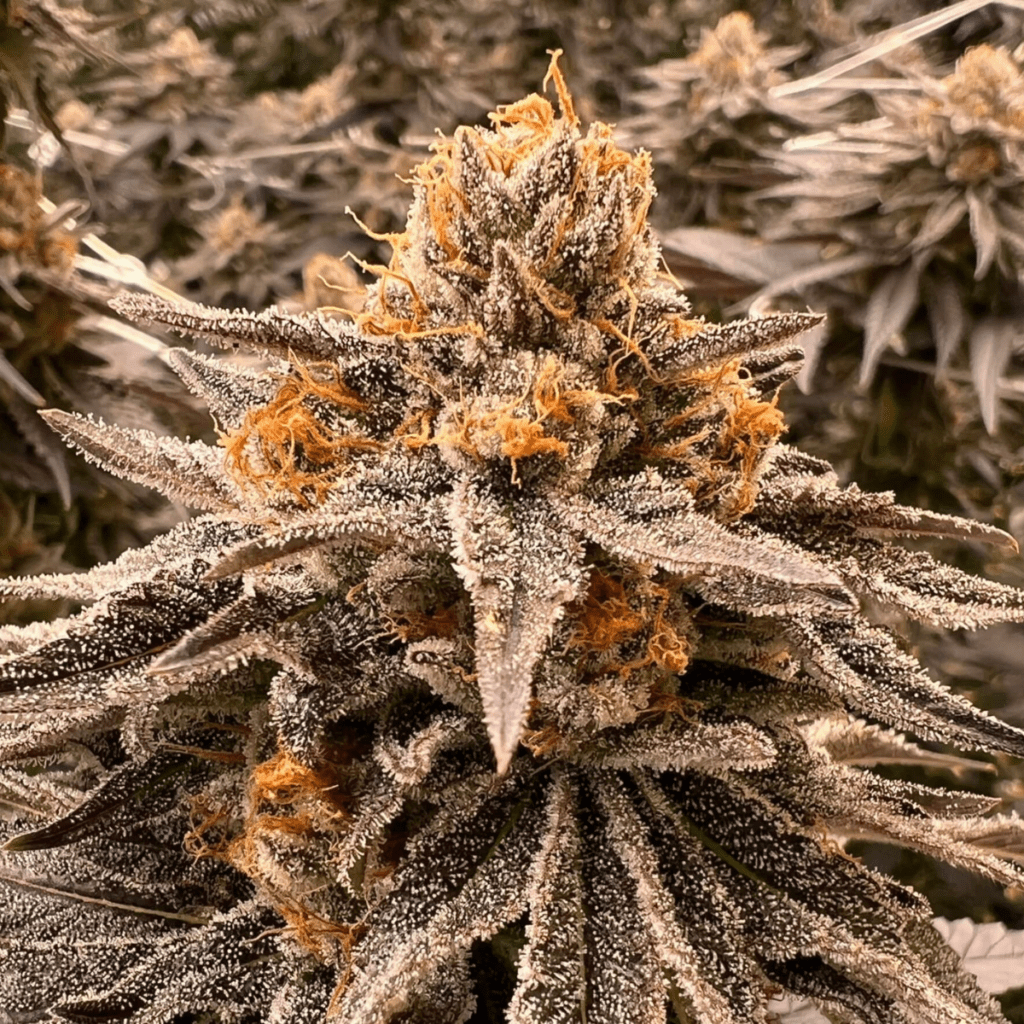 โรงงานผลิตพืช Plant Factory บารมีพิรุณ Cannabis