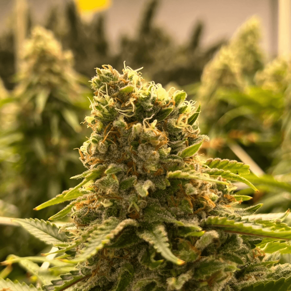 โรงงานผลิตพืช Plant Factory บารมีพิรุณ Hemp